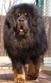 These 20 Cute Hairstyles Are So Easy Anyone Can Do Them Perros Enormes Perros Oso Perros