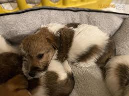 Mum is long haired and dad is short haired.the boy is long haired with black. Long Haired Jack Russell Puppies