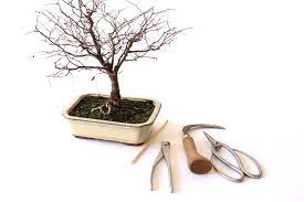 Like many bonsai species, the more adeptly you prune your ficus retusa bonsai, the better. Repotting Bonsai How To Repot Your Tree Bonsai Empire