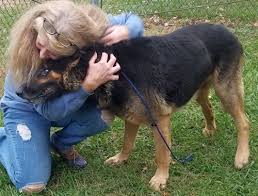 Search for a cat or dog you may be follow us on instagram! Rainbow Animal Rescue Nc