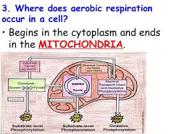 Then, does cellular respiration occur in plants? Topic Cell Processes Aim Explain The Two Types Of Respiration Do Now 1 Take Out Your Cell Respiration Reading Notes 2 Label Cell Organelles In You Ppt Download