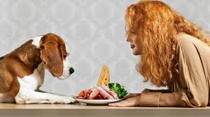 Check spelling or type a new query. Can Dogs Eat Ham Is Ham Safe For Dogs Dogtime