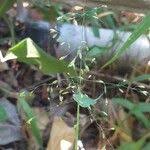 Image result for Urochloa deflexa