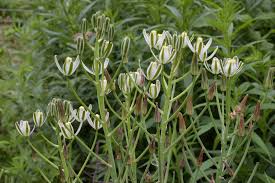 Image result for Albuca setosa
