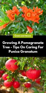 Growing A Pomegranate Tree Tips On Caring For Punica Granatum Pomegranate Potted Trees Edible Garden