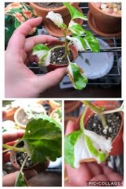 Allow the soil to dry. I Bought A Variegated Swedish Ivy Cutting Online The Whites Started Turning Brown And Shriveling Too Much Sun Not Enough Also There S A Random Hole In One Of The Leaves How Can