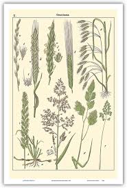 Image result for Poaceae