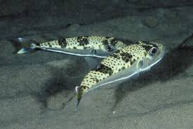 Image result for Selago blantyrensis