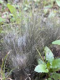 If your scalp fungal infection gets that far, you typically get bald patches, where it looks like the hair was broken off at the shaft. Identification 4 Inch Long Hair Like Fungus Ubc Botanical Garden Forums