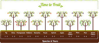 Many trees at the equator reach maturity in as little as ten to twenty years. How To Grow Fruit Trees Successfully The Primrose Blog