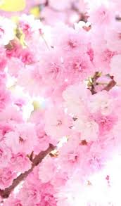 Pink Wallpaper 320 Fotos De Paisagem Celular Iphone 6 Belas Flores