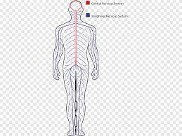 We did not find results for: Central Nervous System Drawing Peripheral Nervous System Human Body Endocrine System Angle White Png Pngegg