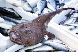 Deliziose sono anche le ricette che utilizzano questo pesce per condire raffinati primi piatti. Rana Pescatrice 8 Ricette Golose Per Ogni Occasione