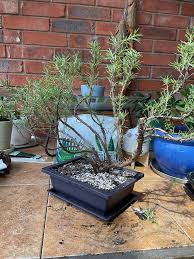 Image result for rosemary bonsai