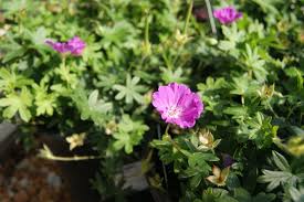 Image result for Geranium sanguineum Max Frei