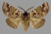 Image result for Pygaera timon