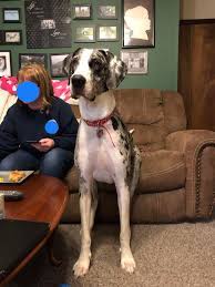 A post shared by petruchio great dane (@petruchio_greatdane) on jun 9, 2018 at 8:30am pdt. Just My Great Dane Sitting On The Couch Next To My Mom Watching Tv Aww
