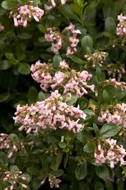 Image result for Escallonia