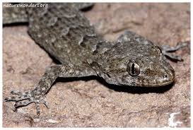 Image result for Kotschya carsonii