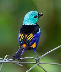 Black And White Bird With Orange Head 7 Color Bird Known As Seven Colored Tanager Is A Brilliantly Colored Small Bird With A Turquoise Green Head Bright Beautiful Birds Colorful Birds Nature Birds
