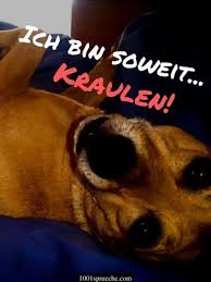 Weitere ideen zu lustige tierbilder, tierbilder, tiere. Lustige Tiere Bilder 49 Zum Totlachen Hunde Katzen Co