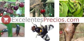 Spring and fall applications were found to be 100% effective. Cherry Tree Diseases And Pests Aphids Fly Monilia Gomosis