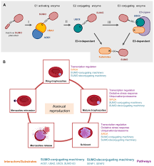 Togeljitu.bid adalah situs penyedia informasi keluaran keluaran data angka keluar kim liong tadi malam inim ni minggu 15 agustus 2021 Frontiers Targeting Sumoylation In Plasmodium As A Potential Target For Malaria Therapy Cellular And Infection Microbiology