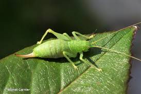 These palps allow the grasshopper. Cyrtaspis Scutata Charpentier 1825 Meconeme Scutigere Sauterelle A Carapace Overview