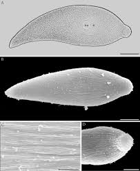 Image result for Lankesteria