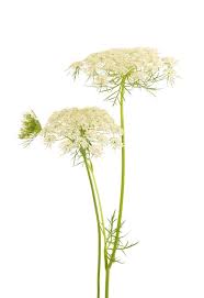 Image result for Daucus carota