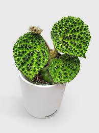 Image result for Begonia rubronervata