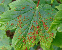 Fungal diseases from various pathogens cause leaf spots, blotches and blisters on birch trees. What Causes Leaf Gall And Is It A Serious Problem For Trees Dummer Garden Manage Gfinger Is The Best Garden Manage App
