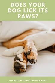 Healing Gel For Dogs Dog Skin Allergies Itchy Dog Wound Gel Dog Skin Allergies Dog Skin Itchy Dog