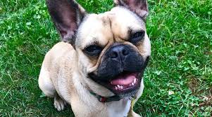Though dna testing has become more readily available, it is still met with much skepticism on its accuracy. French Bulldog Pug Mix Frug Breed Information Overview