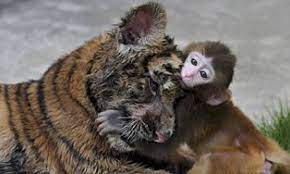 Maybe you would like to learn more about one of these? Heartwarming Pictures Of The Baby Monkey Which Made Friends With A Tiger Daily Mail Online