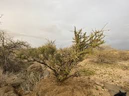 Image result for Boscia filipes