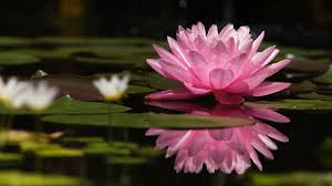 4k Ultra Hd Lotus Wallpapers Hd Desktop Backgrounds 3840x2160 Lotus Flower Wallpaper Lily Flower Lily Wallpaper