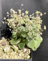 Image result for Eriospermum roseum