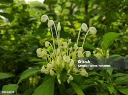 Image result for Clerodendrum incisum