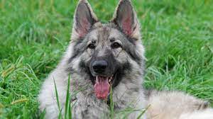 All plush pups in various shades of dark sables are expected. Shiloh Shepherd Dog Price Temperament Life Span