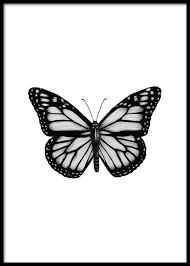 Black And White Butterfly Spiritual Meaning Butterfly Drawing Poster Butterfly Tattoo Designs Butterfly Drawing Butterfly Tattoo