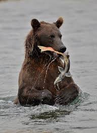 Bears Bear Fishing Bear Catching Salmon Animals Wild