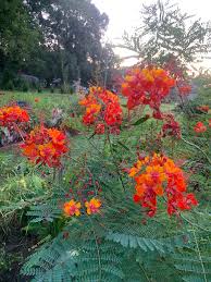 Image result for Caesalpinia rubra