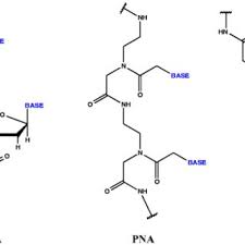 Structural Characteristics Of Cyclopentane Modified Peptide Nucleic Acids From Molecular Dynamics Simulations Request Pdf