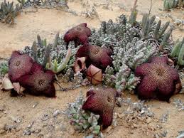 Image result for Tridentea