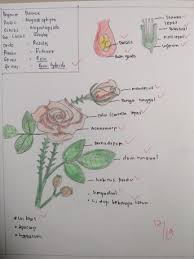 10 aneka gambar bunga mawar layu yang cantik sumber koleksigambar.site. Paling Keren 13 Bunga Mawar Bahasa Inggris Nya Apa Gambar Bunga Indah