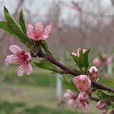 Image result for Prunus persica