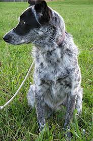 Border Collie Australian Cattle Dog Mixed Breed Dog Online Dog Encyclopedia Dogs In Depth Com Australian cattle dog or border collie. border collie australian cattle dog