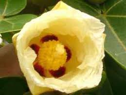 Image result for Thespesia