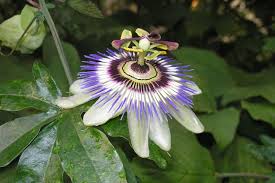 Image result for Passiflora edulis